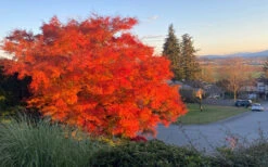 Seiryu Japanese Maple - 1 Gallon Pot (24-30") -Wilson Bros Gardens acer palmatum seiryu japanese maple 25 1