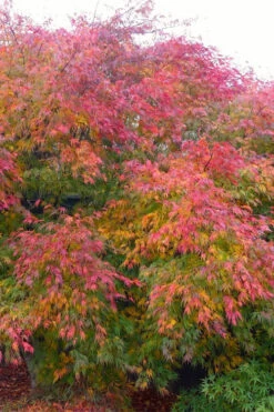 Seiryu Japanese Maple - 3 Gallon Pot (4-5') -Wilson Bros Gardens acer palmatum seiryu japanese maple 28 2
