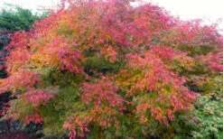 Seiryu Japanese Maple - 3 Gallon Pot (4-5') -Wilson Bros Gardens acer palmatum seiryu japanese maple 29 2