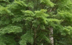 Seiryu Japanese Maple - 1 Gallon Pot (24-30") -Wilson Bros Gardens acer palmatum seiryu japanese maple 30 1