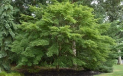 Seiryu Japanese Maple - 1 Gallon Pot (24-30") -Wilson Bros Gardens acer palmatum seiryu japanese maple 31 1