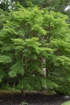 Seiryu Japanese Maple - 5 Gallon Pot (2.5-3.5')