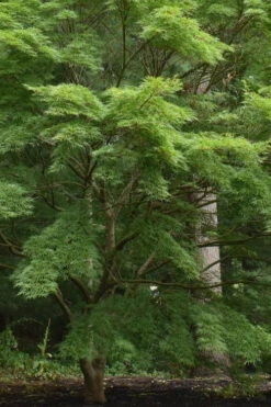 Seiryu Japanese Maple - 1 Gallon Pot -Wilson Bros Gardens acer palmatum seiryu japanese maple 34