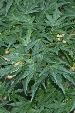 Seiun Kaku Japanese Maple - 5 Gallon Pot -Wilson Bros Gardens acer palmatum seiun kaku japanese maple 11 3