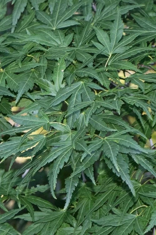 Seiun Kaku Japanese Maple - 3 Gallon Pot 5 Seiun Kaku Japanese Maple - 3 Gallon Pot - Image 5