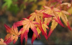 Seiun Kaku Japanese Maple - 1 Gallon Pot 15 Seiun Kaku Japanese Maple - 1 Gallon Pot -Wilson Bros Gardens acer palmatum seiun kaku japanese maple 13 2
