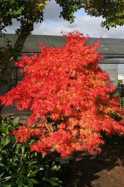 Seiun Kaku Japanese Maple - 1 Gallon Pot 8 Seiun Kaku Japanese Maple - 1 Gallon Pot - Image 8