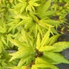 Seiun Kaku Japanese Maple - 5 Gallon Pot