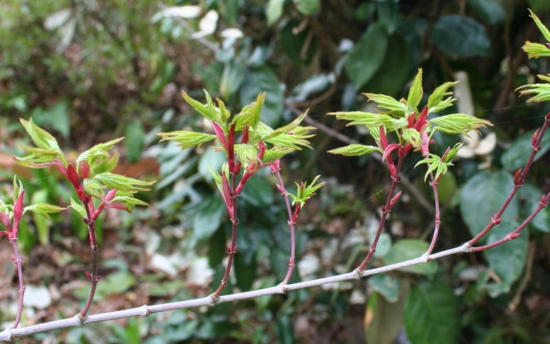 Seiun Kaku Japanese Maple - 1 Gallon Pot 9 Seiun Kaku Japanese Maple - 1 Gallon Pot - Image 9