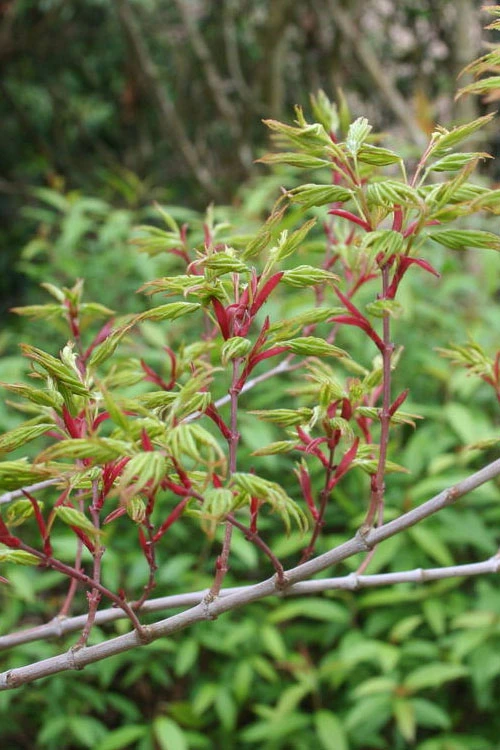 Seiun Kaku Japanese Maple - 1 Gallon Pot 10 Seiun Kaku Japanese Maple - 1 Gallon Pot - Image 10