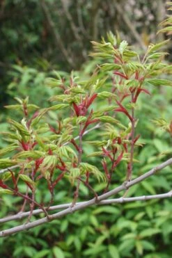 Seiun Kaku Japanese Maple - 3 Gallon Pot 19 Seiun Kaku Japanese Maple - 3 Gallon Pot -Wilson Bros Gardens acer palmatum seiun kaku japanese maple 4