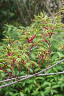 Seiun Kaku Japanese Maple - 5 Gallon Pot -Wilson Bros Gardens acer palmatum seiun kaku japanese maple 4 3