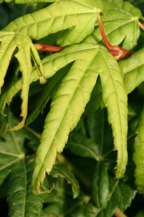 Seiun Kaku Japanese Maple - 1 Gallon Pot 4 Seiun Kaku Japanese Maple - 1 Gallon Pot - Image 4