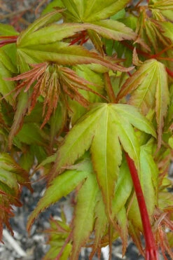 Sekka Yatsubusa Japanese Maple - 3 Gallon Pot 11 Sekka Yatsubusa Japanese Maple - 3 Gallon Pot -Wilson Bros Gardens acer palmatum sekka yatsubusa japanese maple 1