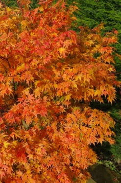 Sekka Yatsubusa Japanese Maple - 3 Gallon Pot 13 Sekka Yatsubusa Japanese Maple - 3 Gallon Pot -Wilson Bros Gardens acer palmatum sekka yatsubusa japanese maple 3