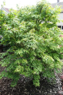 Sekka Yatsubusa Japanese Maple - 3 Gallon Pot 12 Sekka Yatsubusa Japanese Maple - 3 Gallon Pot -Wilson Bros Gardens acer palmatum sekka yatsubusa japanese maple 4