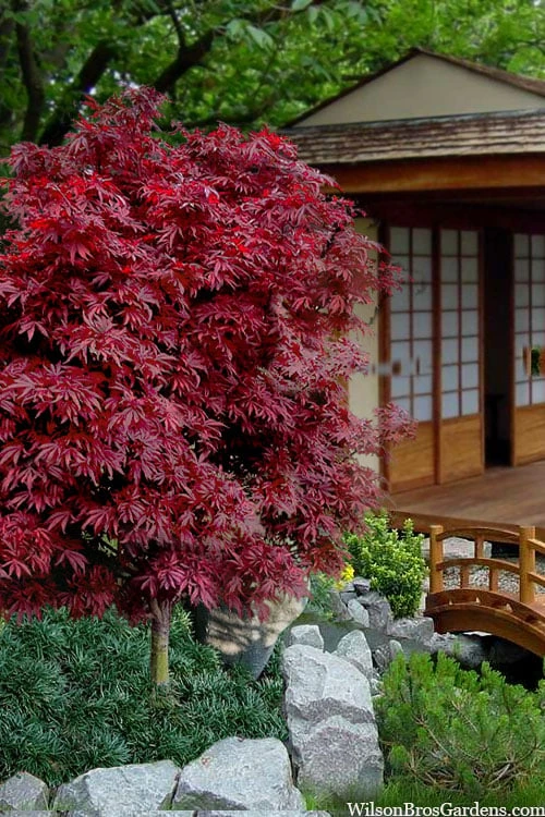 Shaina Dwarf Red Japanese Maple (Single Trunk / Standard) - 3 Gallon Pot 1 Shaina Dwarf Red Japanese Maple (Single Trunk / Standard) - 3 Gallon Pot