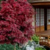 Shaina Dwarf Red Japanese Maple (Single Trunk / Standard) - 2 Gallon Pot