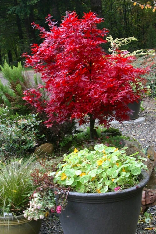 Shaina Dwarf Red Japanese Maple - 1 Gallon Pot 6 Shaina Dwarf Red Japanese Maple - 1 Gallon Pot - Image 6