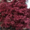 Shaina Dwarf Red Japanese Maple - 2 Gallon Pot
