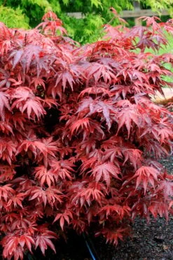 Shaina Dwarf Red Japanese Maple (Single Trunk / Standard) - 3 Gallon Pot 8 Shaina Dwarf Red Japanese Maple (Single Trunk / Standard) - 3 Gallon Pot -Wilson Bros Gardens acer palmatum shaina japanese maple 7 1