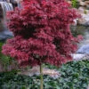 Shaina Dwarf Red Japanese Maple (Single Trunk Tree Form) - 2 Gallon Pot