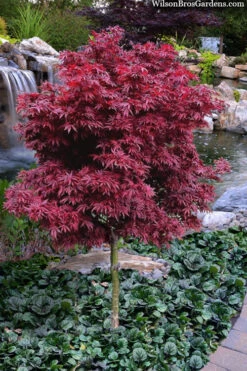 Shaina Dwarf Red Japanese Maple (Single Trunk Tree Form) - 2 Gallon Pot