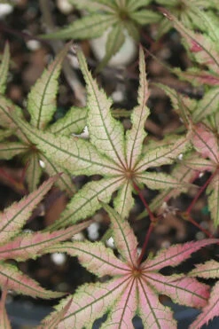 Shigitatsu Sawa Japanese Maple - 5 Gallon Pot 11 Shigitatsu Sawa Japanese Maple - 5 Gallon Pot -Wilson Bros Gardens acer palmatum shigitatsu sawa japanese maple 5