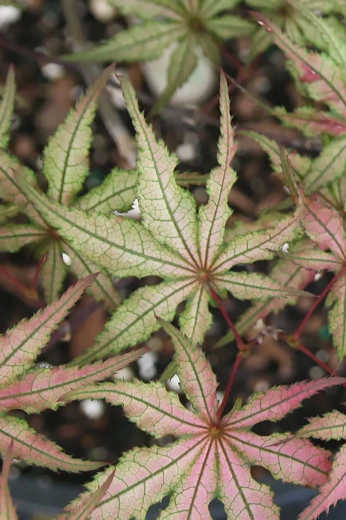Shigitatsu Sawa Japanese Maple - 5 Gallon Pot 6 Shigitatsu Sawa Japanese Maple - 5 Gallon Pot - Image 6