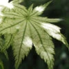 Shigitatsu Sawa Japanese Maple - 1 Gallon Pot