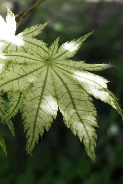 Shigitatsu Sawa Japanese Maple - 5 Gallon Pot 1 Shigitatsu Sawa Japanese Maple - 5 Gallon Pot