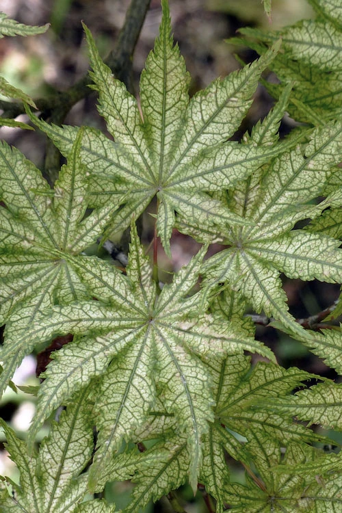 Shigitatsu Sawa Japanese Maple - 5 Gallon Pot 5 Shigitatsu Sawa Japanese Maple - 5 Gallon Pot - Image 5