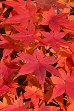 Shindeshojo Japanese Maple - 5 Gallon Pot (2-3') 21 Shindeshojo Japanese Maple - 5 Gallon Pot (2-3') -Wilson Bros Gardens acer palmatum shindeshojo japanese maple 10