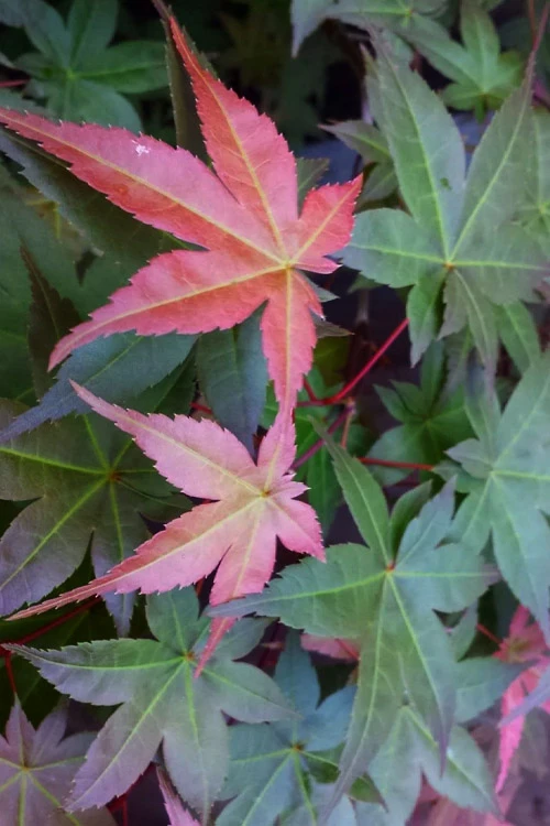 Shindeshojo Japanese Maple - 5 Gallon Pot (2-3') 8 Shindeshojo Japanese Maple - 5 Gallon Pot (2-3') - Image 8