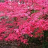 Shindeshojo Japanese Maple - 5 Gallon Pot (3-4')