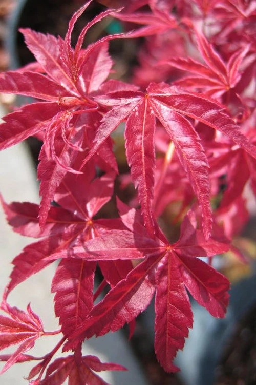 Shindeshojo Japanese Maple - 5 Gallon Pot (5-6') 6 Shindeshojo Japanese Maple - 5 Gallon Pot (5-6') - Image 6