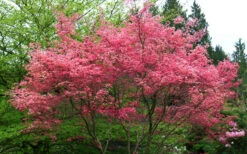 Shindeshojo Japanese Maple - 5 Gallon Pot (3-4') 15 Shindeshojo Japanese Maple - 5 Gallon Pot (3-4') -Wilson Bros Gardens acer palmatum shindeshojo japanese maple 3 1