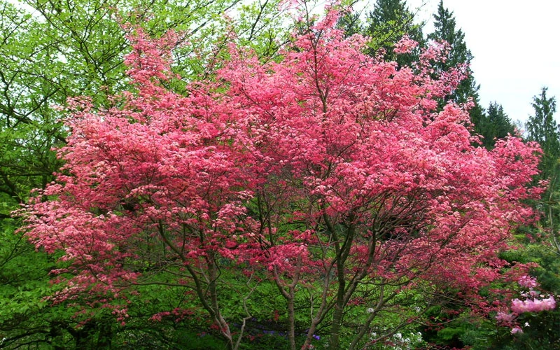 Shindeshojo Japanese Maple - 5 Gallon Pot (3-4') 5 Shindeshojo Japanese Maple - 5 Gallon Pot (3-4') - Image 5