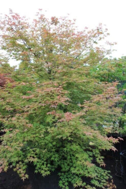 Shindeshojo Japanese Maple - 5 Gallon Pot (3-4') 17 Shindeshojo Japanese Maple - 5 Gallon Pot (3-4') -Wilson Bros Gardens acer palmatum shindeshojo japanese maple 6 1