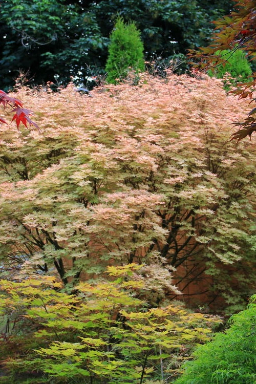 Shindeshojo Japanese Maple - 5 Gallon Pot (5-6') 9 Shindeshojo Japanese Maple - 5 Gallon Pot (5-6') - Image 9
