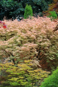 Shindeshojo Japanese Maple - 5 Gallon Pot (2-3') 19 Shindeshojo Japanese Maple - 5 Gallon Pot (2-3') -Wilson Bros Gardens acer palmatum shindeshojo japanese maple 7
