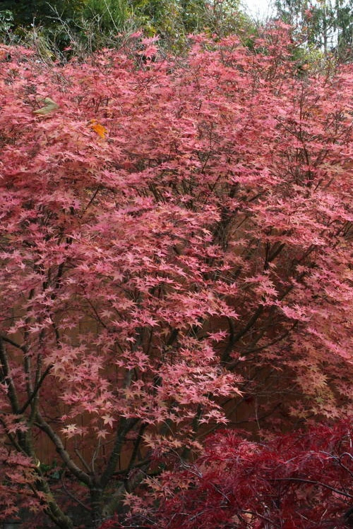 Shindeshojo Japanese Maple - 5 Gallon Pot (5-6') 10 Shindeshojo Japanese Maple - 5 Gallon Pot (5-6') - Image 10