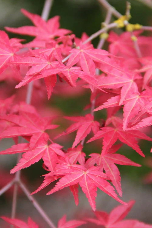 Shindeshojo Japanese Maple - 5 Gallon Pot (3-4') 4 Shindeshojo Japanese Maple - 5 Gallon Pot (3-4') - Image 4