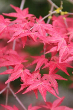 Shindeshojo Japanese Maple - 5 Gallon Pot (2-3') 14 Shindeshojo Japanese Maple - 5 Gallon Pot (2-3') -Wilson Bros Gardens acer palmatum shindeshojo japanese maple 9
