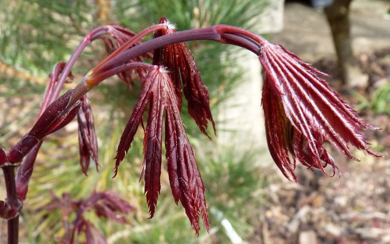 Trompenburg Japanese Maple - 5 Gallon Pot 6 Trompenburg Japanese Maple - 5 Gallon Pot - Image 6