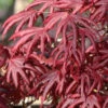 Trompenburg Japanese Maple - 3 Gallon Pot