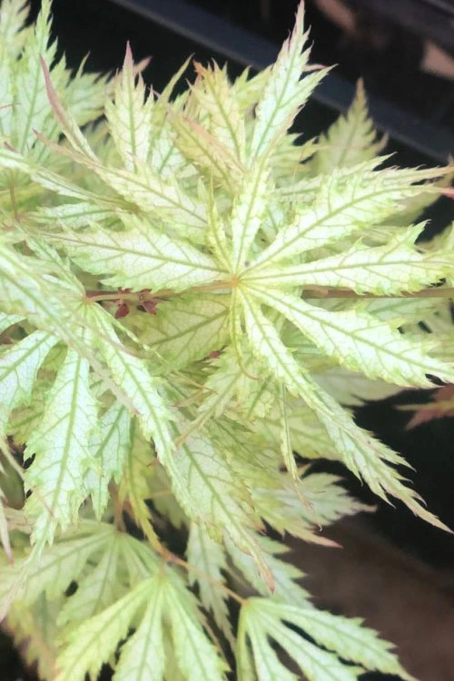 Sister Ghost Japanese Maple - 7 Gallon Pot 6 Sister Ghost Japanese Maple - 7 Gallon Pot - Image 6