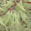 Sister Ghost Japanese Maple - 3 Gallon Pot (3-4')