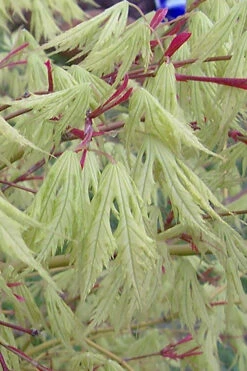 Sister Ghost Japanese Maple - 3 Gallon Pot (2-3')