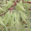 Sister Ghost Japanese Maple - 1 Gallon Pot